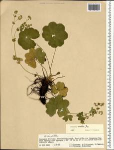 Alchemilla circularis Juz., Mongolia (MONG) (Mongolia)