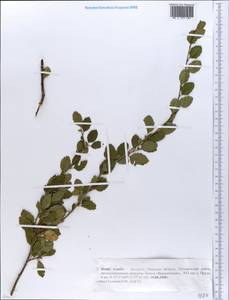 Betula humilis Schrank, Eastern Europe, Belarus (E3a) (Belarus)