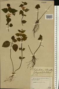 Lamium galeobdolon subsp. galeobdolon, Eastern Europe, Western region (E3) (Russia)