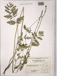 Pimpinella thellungiana H. Wolff, Siberia, Russian Far East (S6) (Russia)