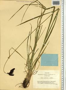 Carex aterrima subsp. aterrima, Siberia, Central Siberia (S3) (Russia)