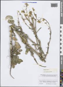 Brassica napus L., Eastern Europe, Middle Volga region (E8) (Russia)