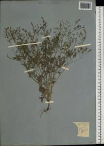 Fumaria officinalis L., Siberia, Western (Kazakhstan) Altai Mountains (S2a) (Kazakhstan)