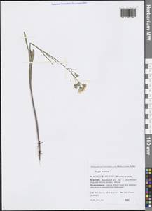 Crepis tectorum L., Siberia, Baikal & Transbaikal region (S4) (Russia)