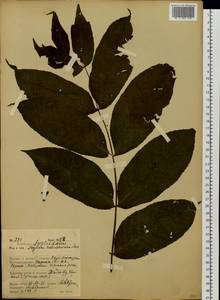 Juglans mandshurica Maxim., Siberia, Russian Far East (S6) (Russia)