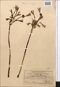 Ungernia sewerzowii (Regel) B.Fedtsch., Middle Asia, Western Tian Shan & Karatau (M3) (Uzbekistan)