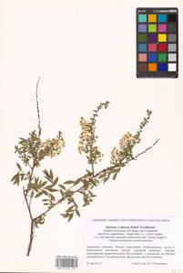 Spiraea ×cinerea Zabel, Eastern Europe, Moscow region (E4a) (Russia)
