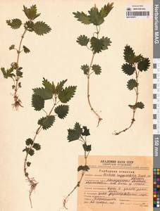 Urtica dioica var. holosericea Fr., Siberia, Chukotka & Kamchatka (S7) (Russia)