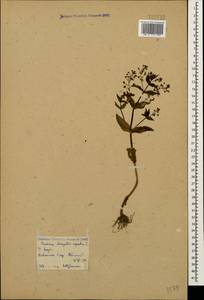 Veronica anagallis-aquatica L., Caucasus, Georgia (K4) (Georgia)