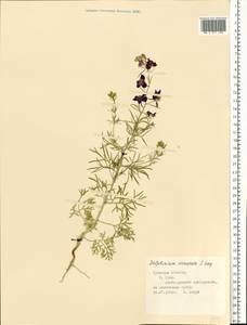 Delphinium ajacis L., Eastern Europe, Central region (E4) (Russia)