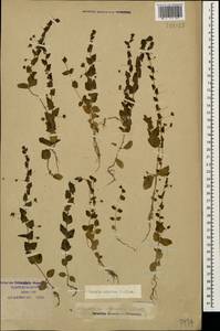 Kickxia elatine (L.) Dumort., Caucasus, Krasnodar Krai & Adygea (K1a) (Russia)