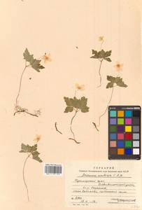 Anemone umbrosa C.A.Mey., Siberia, Russian Far East (S6) (Russia)