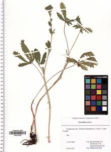 Potentilla recta L., Eastern Europe, Middle Volga region (E8) (Russia)