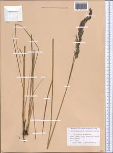 Calamagrostis caucasica Trin., Caucasus, Azerbaijan (K6) (Azerbaijan)
