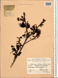 Quercus petraea subsp. polycarpa (Schur) Soó, Caucasus, Azerbaijan (K6) (Azerbaijan)