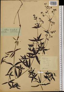 Galium boreale L., Siberia, Altai & Sayany Mountains (S2) (Russia)