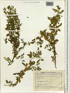 Cicer arietinum L., South Asia, South Asia (Asia outside ex-Soviet states and Mongolia) (ASIA) (India)