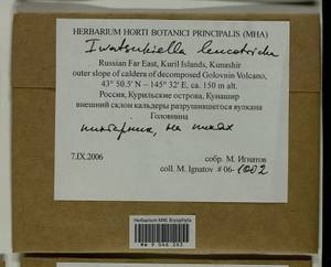 Iwatsukiella leucotricha (Mitt.) W.R. Buck & H.A. Crum, Bryophytes, Bryophytes - Russian Far East (excl. Chukotka & Kamchatka) (B20) (Russia)