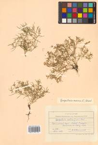 Spergularia marina (L.) Besser, Siberia, Russian Far East (S6) (Russia)