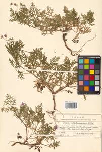 Erodium stephanianum Willd., Siberia (no precise locality) (S0) (Russia)