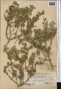 Lonicera nummulariifolia Jaub. & Spach, Middle Asia, Western Tian Shan & Karatau (M3) (Kazakhstan)