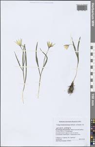 Tulipa sylvestris subsp. australis (Link) Pamp., Eastern Europe, Lower Volga region (E9) (Russia)