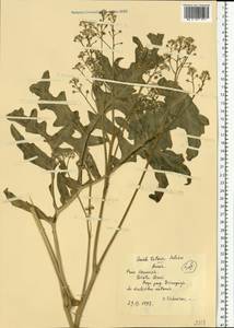 Crambe tataria Sebeók, Eastern Europe, Central forest-and-steppe region (E6) (Russia)