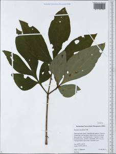 Paeonia lactiflora Pall., Siberia, Russian Far East (S6) (Russia)