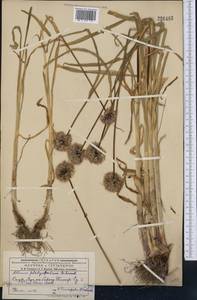 Allium platyspathum Schrenk ex Fisch. & C.A.Mey., Middle Asia, Dzungarian Alatau & Tarbagatai (M5) (Kazakhstan)