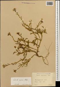 Cakile maritima subsp. euxina (Pobed.) Nyár., Caucasus, Krasnodar Krai & Adygea (K1a) (Russia)