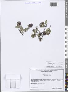 Thymus praecox subsp. grossheimii (Ronniger) Jalas, Caucasus, Stavropol Krai, Karachay-Cherkessia & Kabardino-Balkaria (K1b) (Russia)