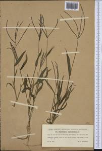 Digitaria sanguinalis (L.) Scop., Western Europe (EUR) (Czech Republic)