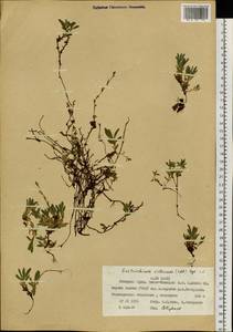 Eritrichium villosum (Ledeb.) Bunge, Siberia, Western Siberia (S1) (Russia)
