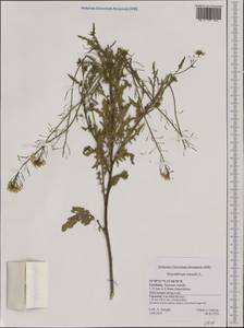 Sisymbrium loeselii L., Western Europe (EUR) (Germany)