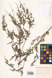 Ambrosia artemisiifolia L., Eastern Europe, Moscow region (E4a) (Russia)