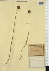 Allium sphaerocephalon L., Western Europe (EUR) (France)