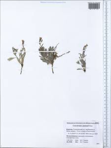 Convolvulus ammannii Desr., Siberia, Baikal & Transbaikal region (S4) (Russia)