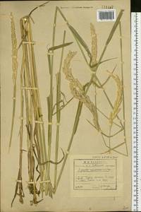 Phalaris arundinacea L., Siberia, Baikal & Transbaikal region (S4) (Russia)