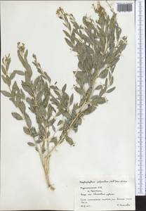 Haplophyllum acutifolium (DC.) G. Don, Middle Asia, Pamir & Pamiro-Alai (M2) (Turkmenistan)