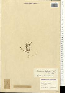 Sabulina tenuifolia subsp. tenuifolia, Crimea (KRYM) (Russia)