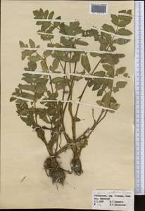 Helosciadium nodiflorum subsp. nodiflorum, Middle Asia, Syr-Darian deserts & Kyzylkum (M7) (Uzbekistan)
