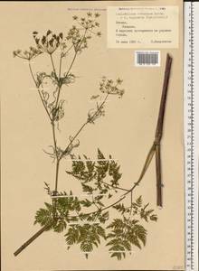 Conioselinum tataricum Hoffm., Eastern Europe, Latvia (E2b) (Latvia)