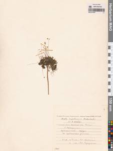 Draba magadanensis Berkut. & A. P. Khokhr., Siberia, Chukotka & Kamchatka (S7) (Russia)