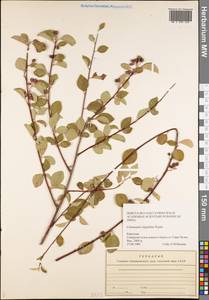 Cotoneaster oliganthus Pojark., Middle Asia, Western Tian Shan & Karatau (M3) (Kyrgyzstan)