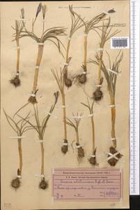 Crocus alatavicus Regel & Semen., Middle Asia, Northern & Central Tian Shan (M4) (Kazakhstan)