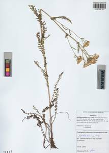 Achillea asiatica Serg., Siberia, Altai & Sayany Mountains (S2) (Russia)