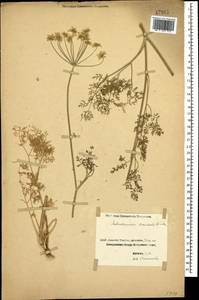 Astrodaucus orientalis (L.) Drude, Caucasus, Georgia (K4) (Georgia)