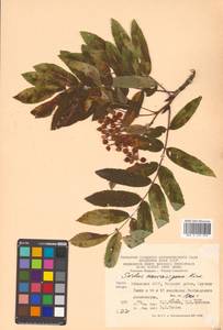 Sorbus aucuparia L., Caucasus, Abkhazia (K4a) (Abkhazia)