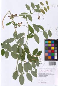 Lathyrus pisiformis L., Eastern Europe, Lower Volga region (E9) (Russia)