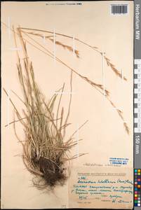 Helictochloa hookeri (Scribn.) Romero Zarco, Siberia, Baikal & Transbaikal region (S4) (Russia)